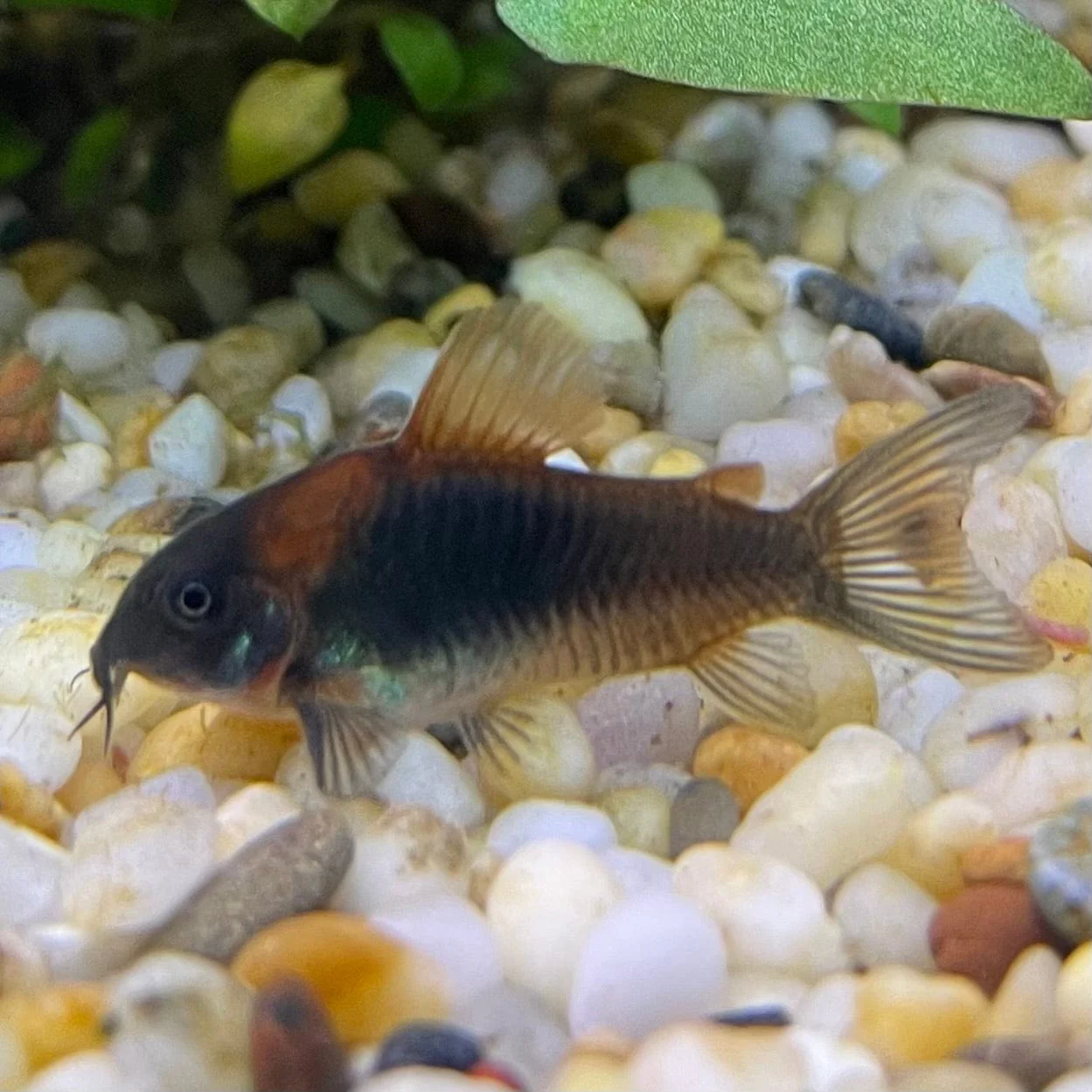 CATFISH, LOACHES & SHARKS